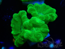 WYSIWYG Caulastrea furcata Yellow