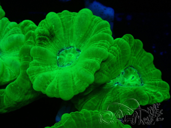 WYSIWYG Caulastrea furcata Giallo