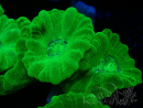 WYSIWYG Caulastrea furcata Amarillo
