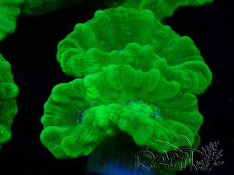 WYSIWYG Caulastrea furcata Gelb