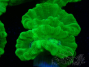 WYSIWYG Caulastrea furcata Yellow
