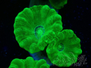 WYSIWYG Caulastrea furcata Yellow