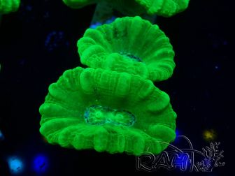 WYSIWYG Caulastrea furcata Giallo
