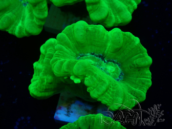 WYSIWYG Caulastrea furcata Giallo