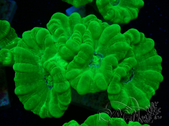 WYSIWYG Caulastrea furcata Amarillo