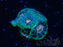 WYSIWYG Micromussa lordhowensis (ex Acanthastrea)