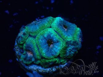 WYSIWYG Micromussa lordhowensis (formerly Acanthastrea)