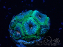 WYSIWYG Micromussa lordhowensis (ehemals Acanthastrea)