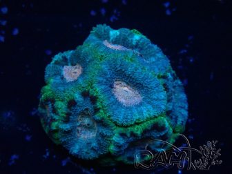 WYSIWYG Micromussa lordhowensis (ehemals Acanthastrea)