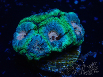 WYSIWYG Micromussa lordhowensis (ehemals Acanthastrea)