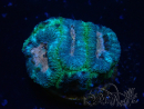 WYSIWYG Micromussa lordhowensis (formerly Acanthastrea)