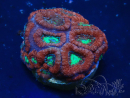 WYSIWYG Micromussa lordhowensis (ehemals Acanthastrea)