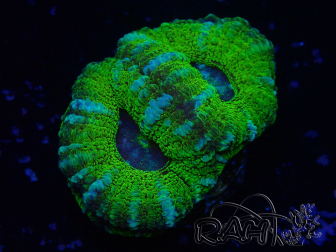 WYSIWYG Micromussa lordhowensis (ex Acanthastrea)