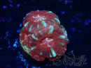 WYSIWYG Micromussa lordhowensis (formerly Acanthastrea)