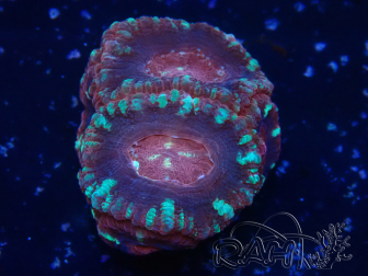 WYSIWYG Micromussa lordhowensis (formerly Acanthastrea)
