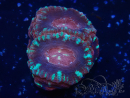 WYSIWYG Micromussa lordhowensis (ehemals Acanthastrea)