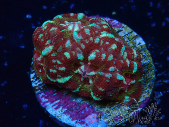 WYSIWYG Micromussa lordhowensis (formerly Acanthastrea)