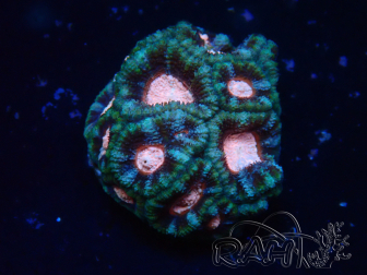 WYSIWYG Micromussa lordhowensis (ehemals Acanthastrea)
