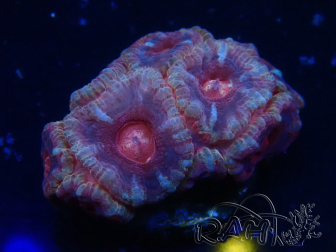 WYSIWYG Micromussa lordhowensis (ehemals Acanthastrea)