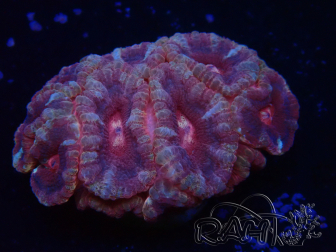 WYSIWYG Micromussa lordhowensis (formerly Acanthastrea)