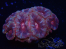WYSIWYG Micromussa lordhowensis (formerly Acanthastrea)