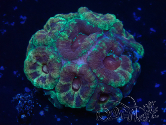 WYSIWYG Micromussa lordhowensis INDO (ex Acanthastrea) 25I2
