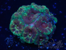 WYSIWYG Micromussa lordhowensis (ex Acanthastrea)