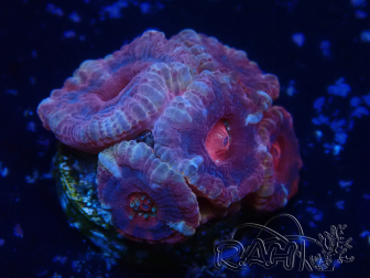 WYSIWYG Micromussa lordhowensis (ehemals Acanthastrea)