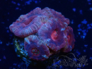 WYSIWYG Micromussa lordhowensis (ehemals Acanthastrea)