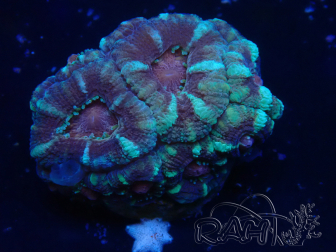 WYSIWYG Micromussa lordhowensis (ex Acanthastrea)