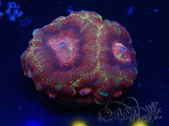 WYSIWYG Micromussa lordhowensis (formerly Acanthastrea)