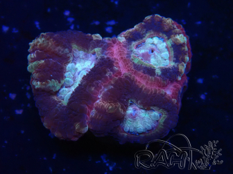 WYSIWYG Micromussa lordhowensis (ehemals Acanthastrea)