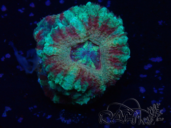 WYSIWYG Micromussa lordhowensis (formerly Acanthastrea)
