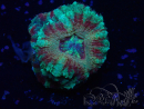 WYSIWYG Micromussa lordhowensis (ex Acanthastrea)