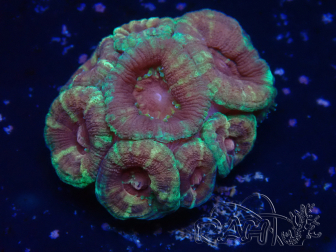 WYSIWYG Micromussa lordhowensis (ehemals Acanthastrea)