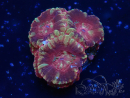 WYSIWYG Micromussa lordhowensis (formerly Acanthastrea)