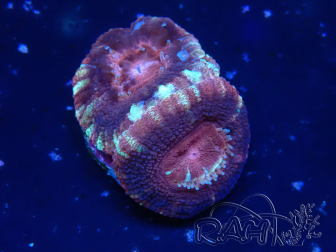 WYSIWYG Micromussa lordhowensis (ehemals Acanthastrea)