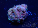 WYSIWYG Micromussa lordhowensis (ehemals Acanthastrea)