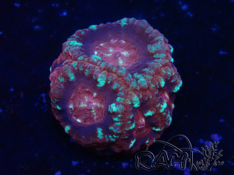 WYSIWYG Micromussa lordhowensis (ehemals Acanthastrea)