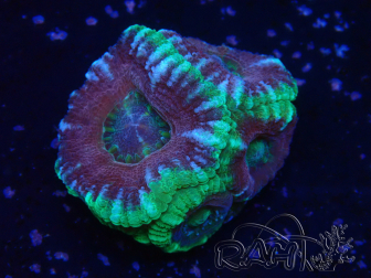 WYSIWYG Micromussa lordhowensis (ehemals Acanthastrea)