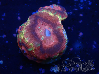 WYSIWYG Micromussa lordhowensis (ehemals Acanthastrea)