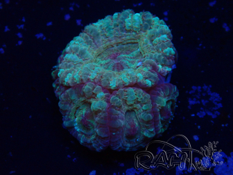 WYSIWYG Micromussa lordhowensis (formerly Acanthastrea)