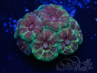 WYSIWYG Micromussa lordhowensis (ehemals Acanthastrea)