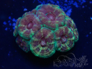 WYSIWYG Micromussa lordhowensis (ex Acanthastrea)