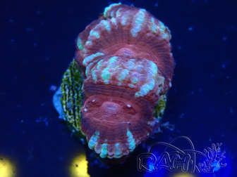 WYSIWYG Micromussa lordhowensis (ehemals Acanthastrea)