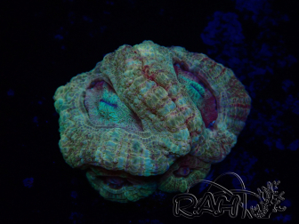 WYSIWYG Micromussa lordhowensis INDO (ex Acanthastrea) 25L1