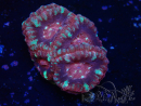 WYSIWYG Micromussa lordhowensis INDO (ex Acanthastrea) 25L2