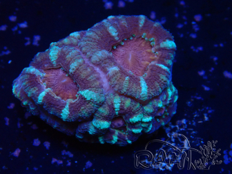 WYSIWYG Micromussa lordhowensis (formerly Acanthastrea)