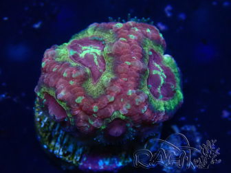WYSIWYG Micromussa lordhowensis (ehemals Acanthastrea)