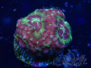 WYSIWYG Micromussa lordhowensis (ex Acanthastrea)